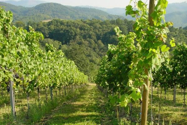 Blick auf die Reben des Ortenauer Weinpfad Blick auf die Reben des Ortenauer Weinpfad