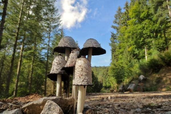 Pilze im Nationalpark Schwarzwald