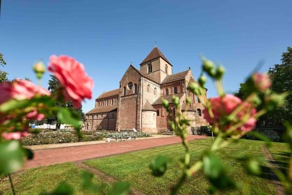 Schwarzacher Münster in Rheinmünster Das Bild zeigt das Schwarzwacher Münster bei blauen Himmel, fotografiert durch einen Rosenbusch mit rosarote Rosen