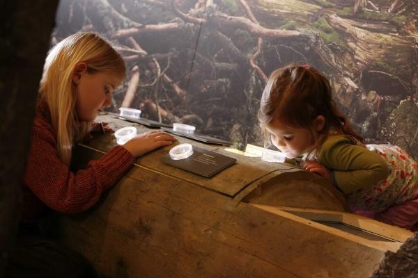 Zwei Kinder bestaunen die interaktive Ausstellung des Infozentrums Kaltenbronn wie Käfer im Totholz leben