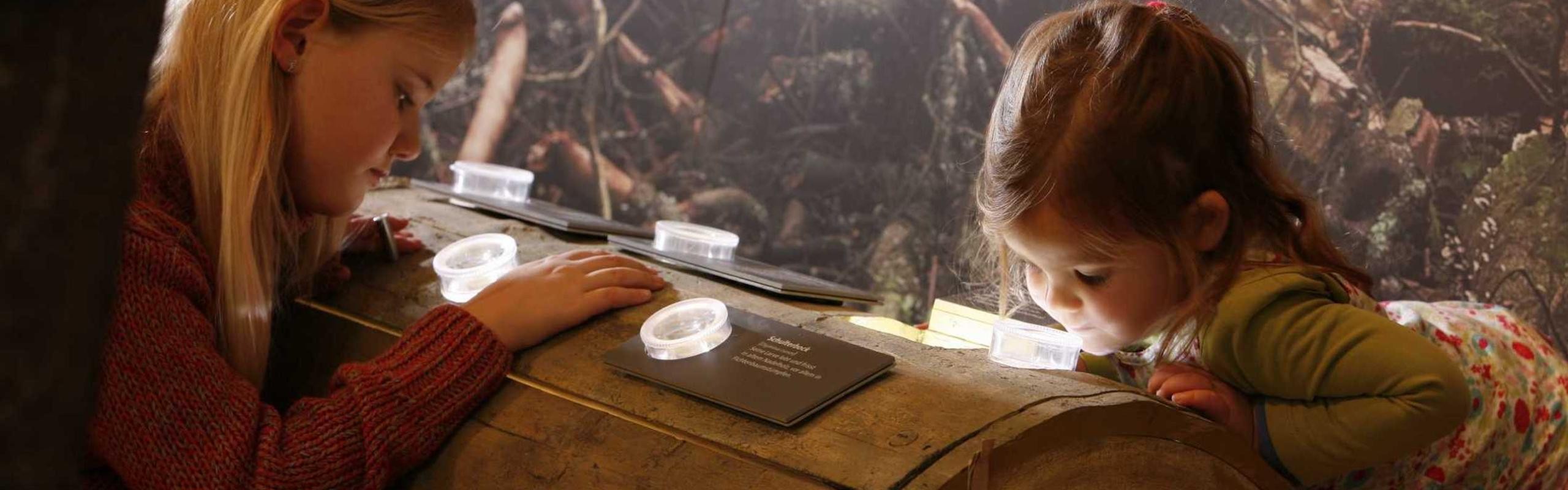 Infozentrum Kaltenbronn - Käser im Totholz Das Bild zeigt zwei Mädchen, die in einer Ausstellung einen Baumstamm und deren Innenleben bestaunen