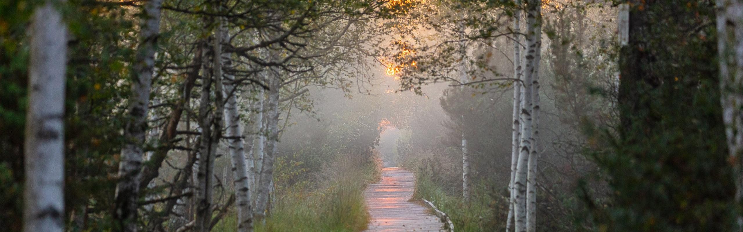 Das Bild zeigt einen Holzbohleweg durch einen vernebelten Wald und Sonne im Hintergrund