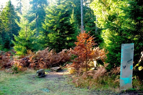 Das Bild zeigt einen Pfad durch einen Nadelwald mit einer Infotafel zum Thema Auerhahn sowie einer Tier-Holzskulptur