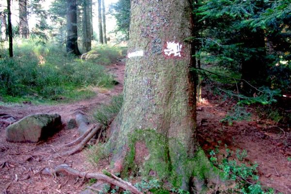 Das Bild zeigt einen Baumstamm mit einem nach links weisenden Pfeil und dem Symbol des Trollpfades in Form eines Trolls 