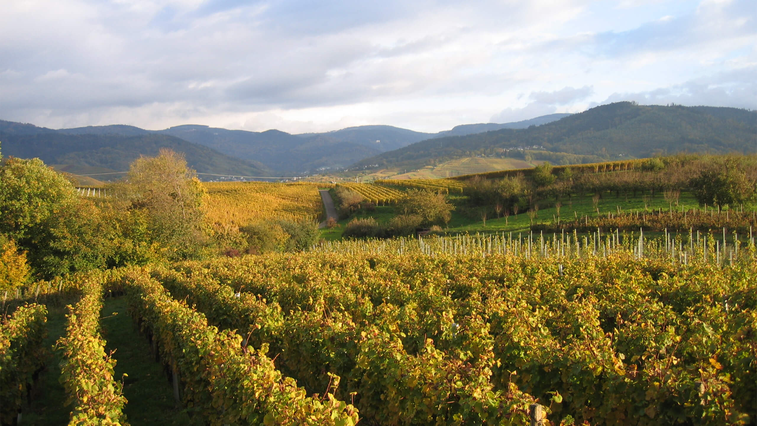 Herbstliche Weitsicht über die Weinreben von Bühl und Bühlertal mit den Schwarzwaldbergen im Hintergrund